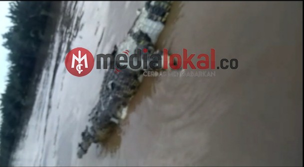 [Video] Bangkai Buaya Mengapung di Perairan Teluk Pinang-Inhil, Berikut Penjelasan Saksi