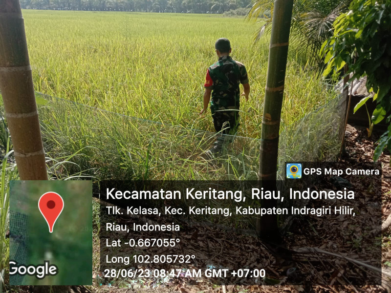 Guna Kepentingan Ketahanan, Babinsa Koramil 09/Kemuning Lakukan Pemantauan Terhadap Padi