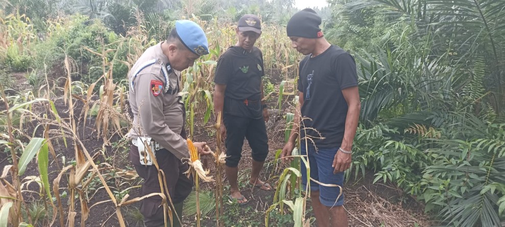 Personel Polsek Enok Rutin Cek Tanaman Jagung Pipil, Dukung Ketahanan Pangan
