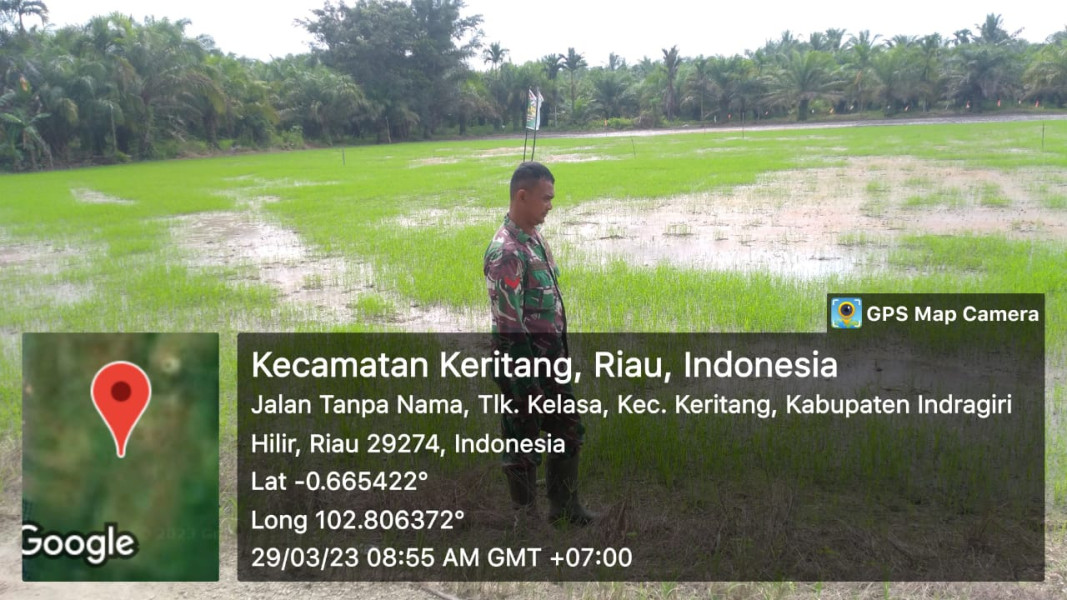 Koramil 09/Kemuning Laksanakan Pemantauan Bibit Padi