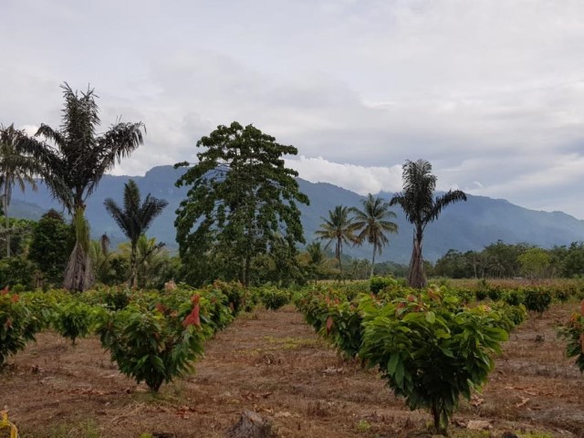 Angkat Kejayaan Kakao, Mentan Bagikan Bibit Unggul Gratis ke Petani