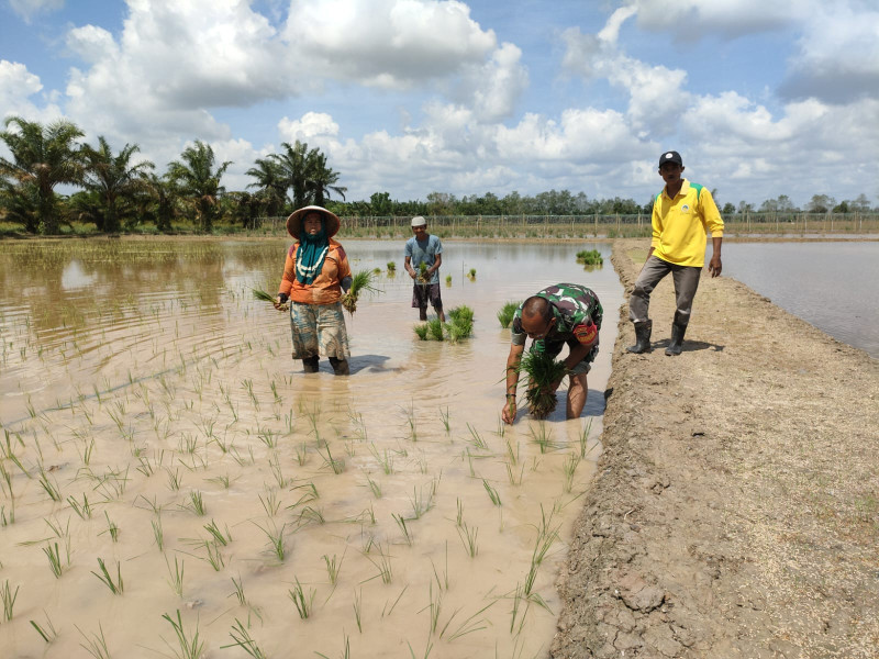 Rutinitas Babinsa 03/Tpl Tanam Padi  Bersama Poktan Sumber Rezeki