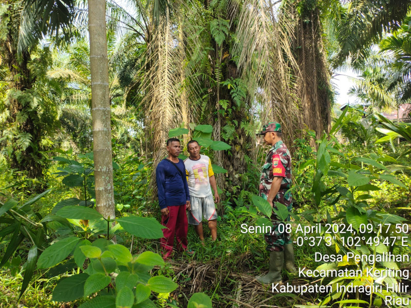 Cegah Kebakaran, Babinsa Koramil 09/Kmg Lakukan Pemantauan Terhadap Karhutla