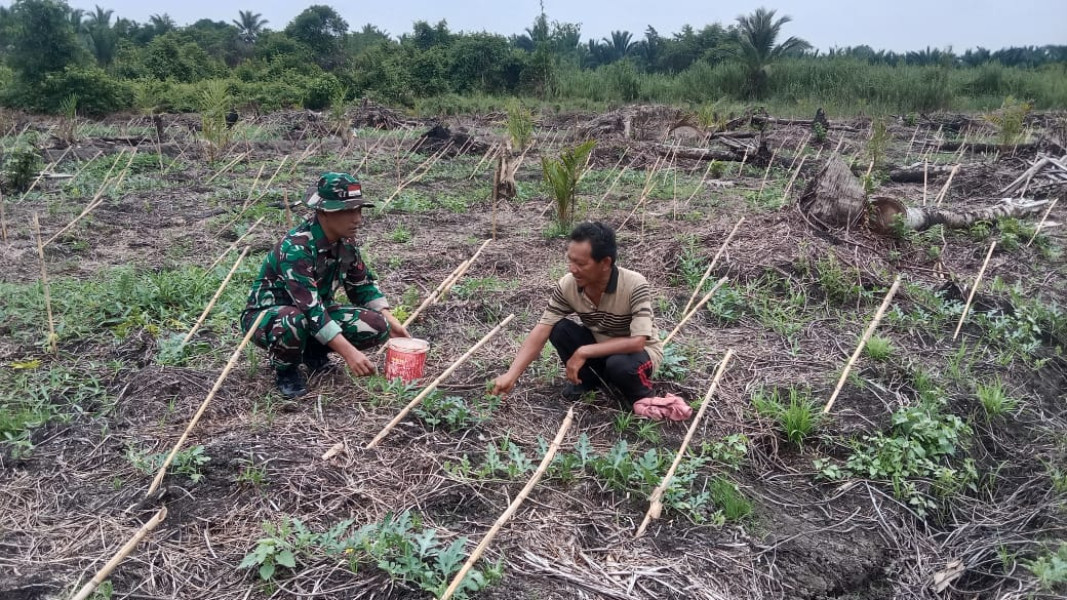 Jaga Ketahanan Pangan, Babinsa Bersama Petani Cek Perkembangan Tanaman Di Kelurahan Teluk Pinang