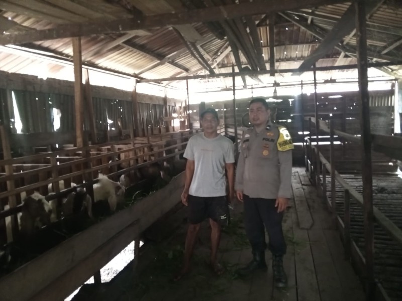 Bhabinkamtibmas Kayu Raja Turun ke Kandang, Polri Kawal Ketahanan Pangan Keritang