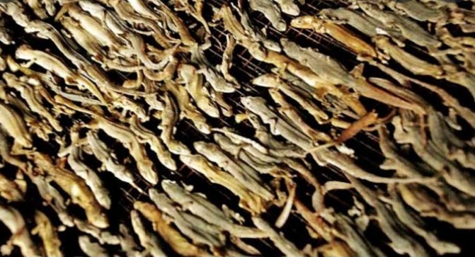 Perdana, 330 Kg Cecak Kering Diekspor ke Hongkong dari Kota Padang Perdana, 330 Kg Cecak Kering Diekspor ke Hongkong dari Kota Padang