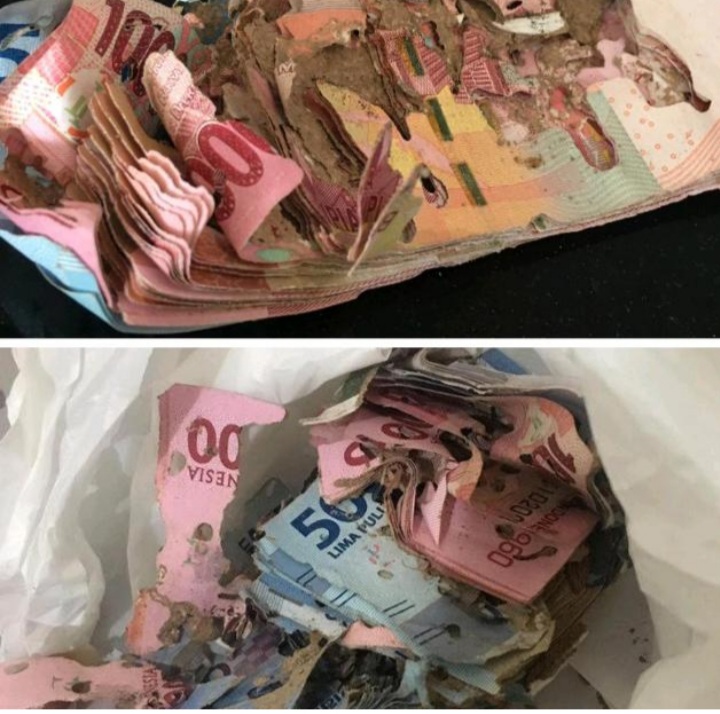 Sedih Banget Sumpah, Capek-capek Nabung, Uang Rp10 Juta Malah Dimakan Rayap Sedih Banget Sumpah, Capek-capek Nabung, Uang Rp10 Juta Malah Dimakan Rayap