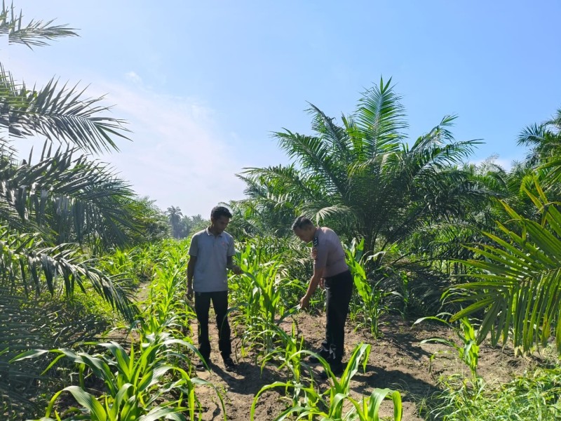 Bhabinkamtibmas Kampung Sialang Sakti Melaksanakan Kegiatan Sambang dan Memberikan Dukungan Petani Jagung