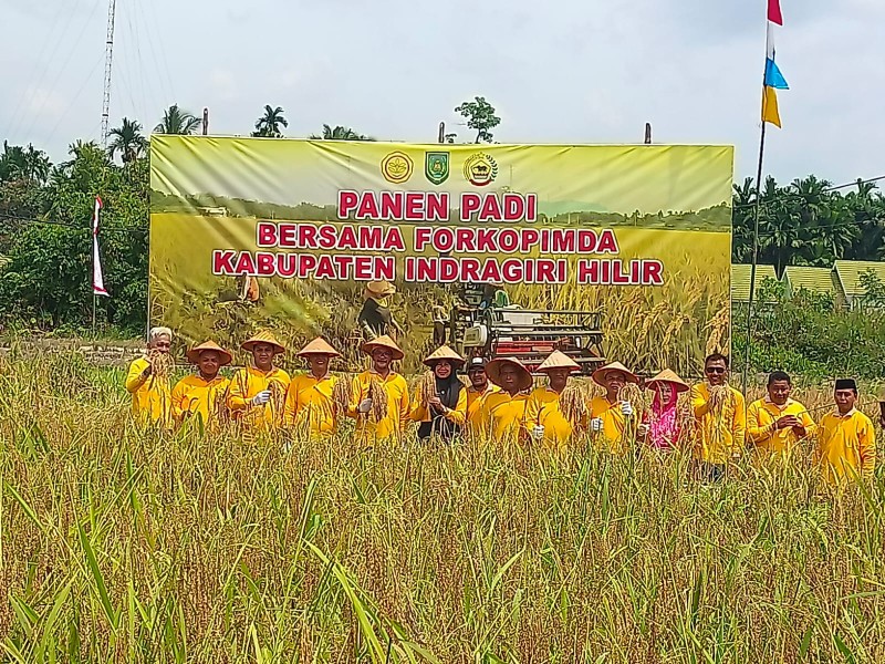Panen Padi Bersama Porkopinda Kabupaten Inhil: Langkah Nyata Menuju Ketahanan Pangan