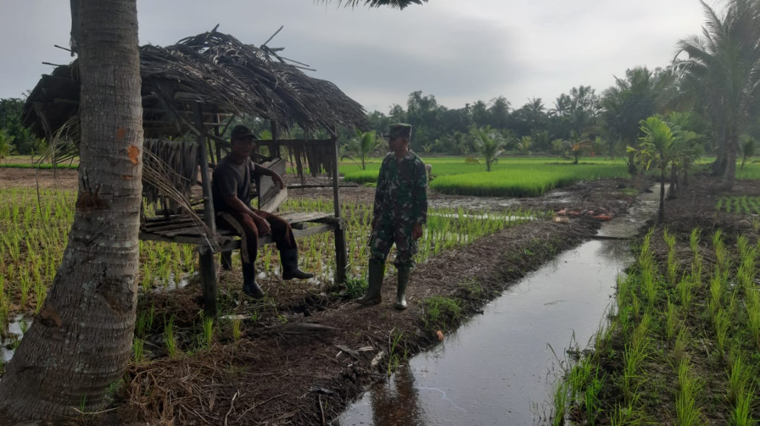 Babinsa Koramil 07/Reteh Melaksanakan Pengecekan Padi Bersama Kelompok Tani Sumber Sari untuk Meningkatkan Produksi Padi
