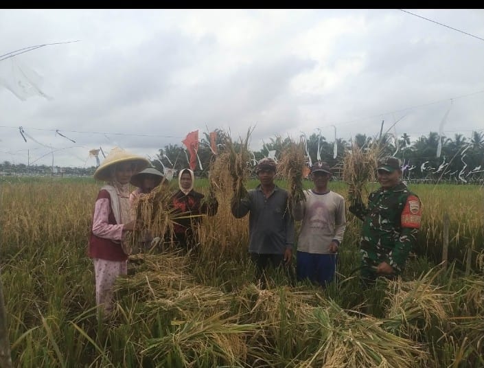 Panen Padi Bersama: Kopda Jalaludin dan Petani Desa Rumbai Jaya Menuai Hasil yang Melimpah