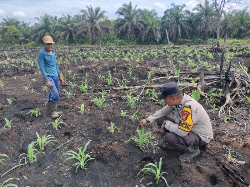 Pendampingan Jagung Di Lintas Utara: Kapolsek Keritang, Jangan Biarkan Petani Bekerja Sendiri
