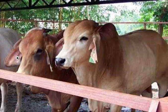 Ini Sebabnya, Sudah 130 Ternak di Riau Mati Terserang Penyakit Sapi Ngorok