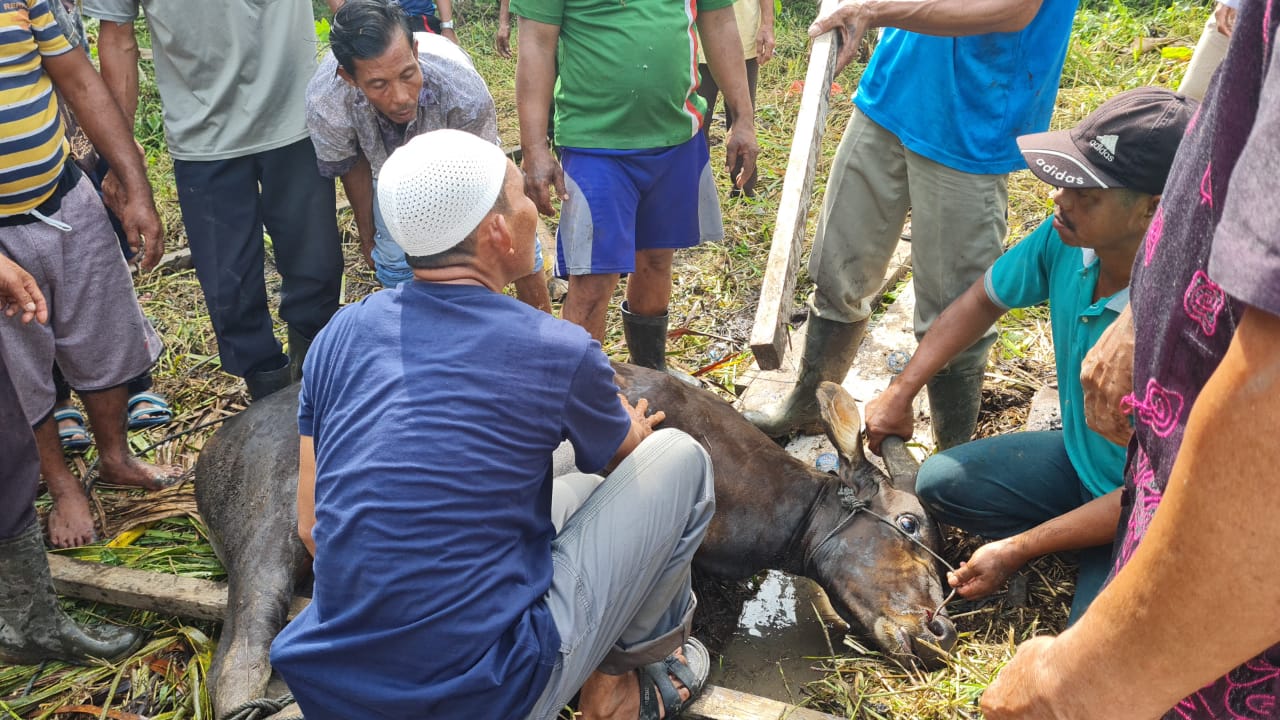 Masyarakat Desa Teluk Sungka Laksanakan Pemotongan Qurban Idul Adha