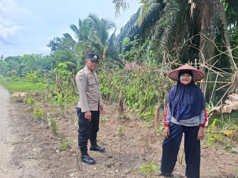 Mendukung Program Ketahanan Pangan Nasional, Bhabinkamtibmas Kampung Buantan Besar Turun Langsung Kekebun Jagung Pipil