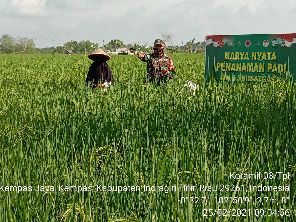 Pengecekan Tanaman Padi yang Mulai Berbuah oleh Sertu Mardia bersama Petani Wilayah Binaan
