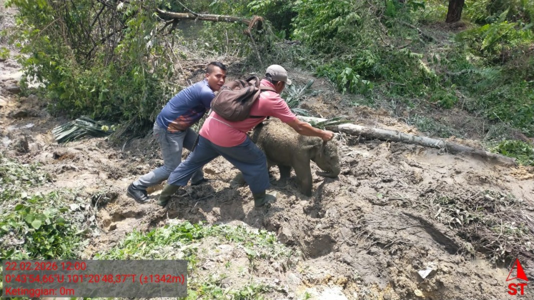 Penjelasan Kepala BBKSDA Riau Terkait Konflik Gajah di Area PT Arara Abadi