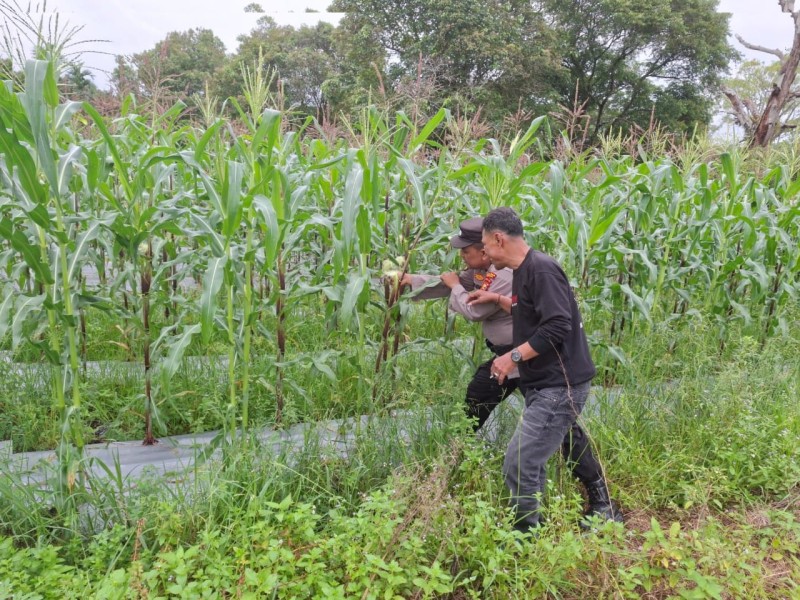 Polsek Siak melalui Panit 1 Samapta Melaksanakan Kegiatan Sambang dan Silaturahmi kepada para petani Jagung di Kelurahan Kampung Rempak