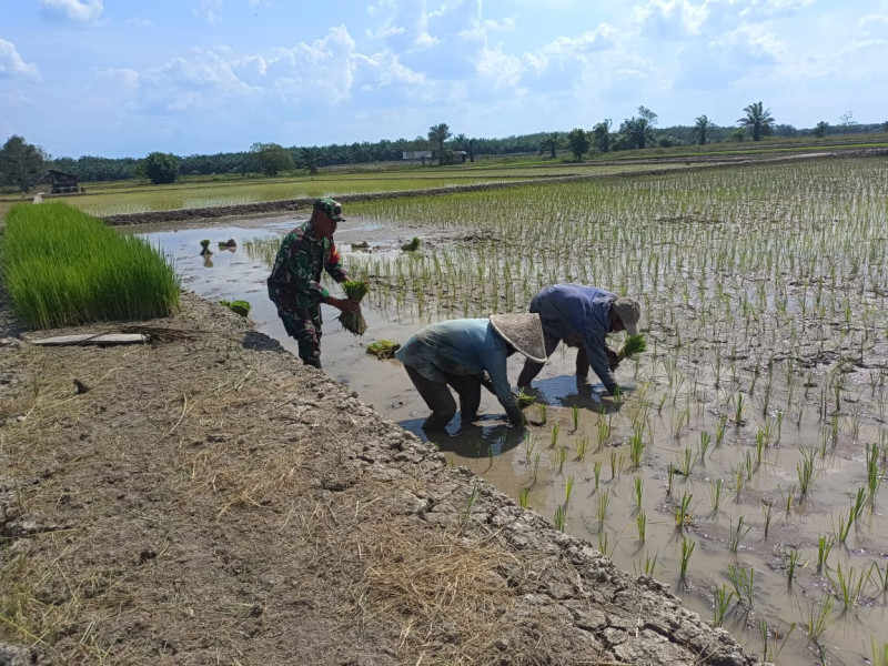 Tak Kenal Libur, Babinsa 03/Tpl Bantu Kelompok Tani Lakukan Penanaman Padi Di Wilayah Binaan