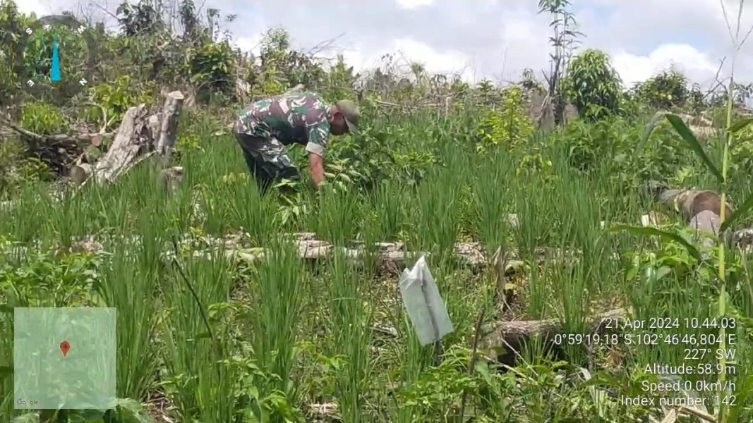 Babinsa Koramil 09/Kemuning Dampingi Penanaman Padi Gogo Bersama Petani