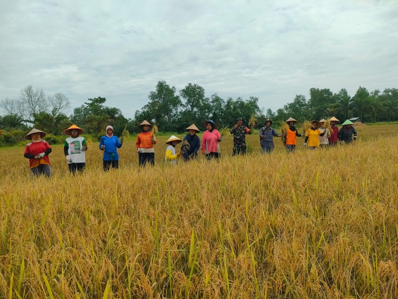 Peran Babinsa Koramil 03/Tpl Dalam Membantu Panen Padi Di Desa Binaan