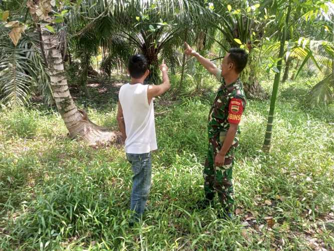 Babinsa Koramil 04/Kuindra Himbau Warga Tidak Dibenarkan Membuka Lahan Sembarangan