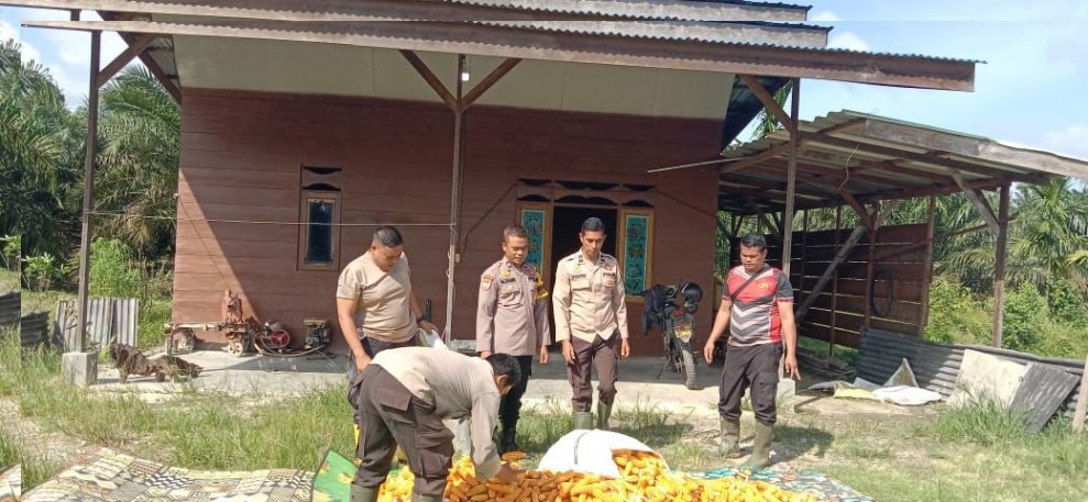 Polsek Koto Gasib Optimalkan hasil panen Jagung Pipil