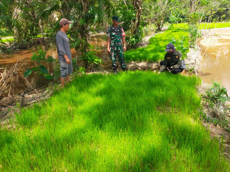 Bersama Poktan Karya Baru, Babinsa 03/Tpl Cek Bibit Padi