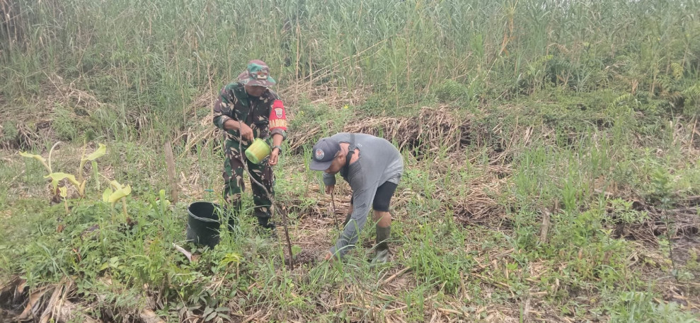 Babinsa Koramil 03/Tpl Rutin Cek dan Rawat Tanaman Untuk Penghijauan
