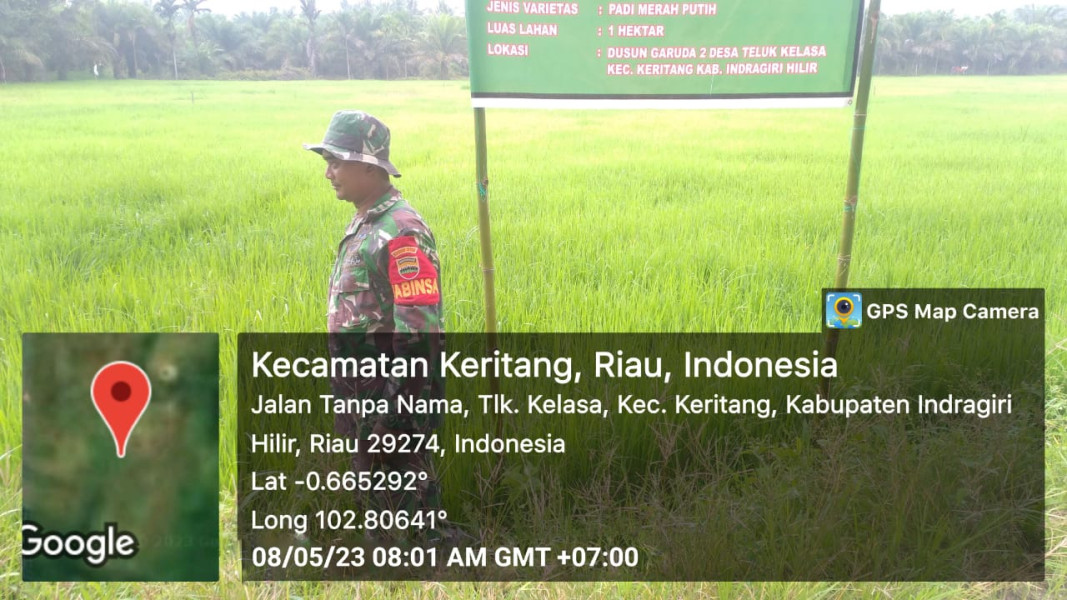 Koramil 09/Kemuning Jaga Ketahanan Pangan Padi Di Wilayah