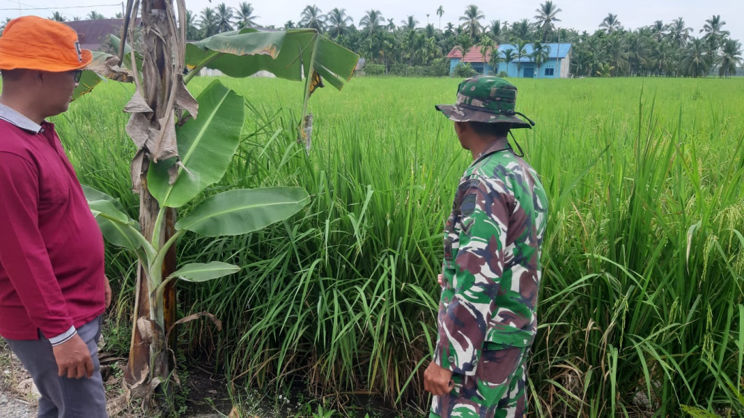 Babinsa Serda Ramli Lakukan Peninjauan Hampangan Bersama Masyarakat di Persawahan