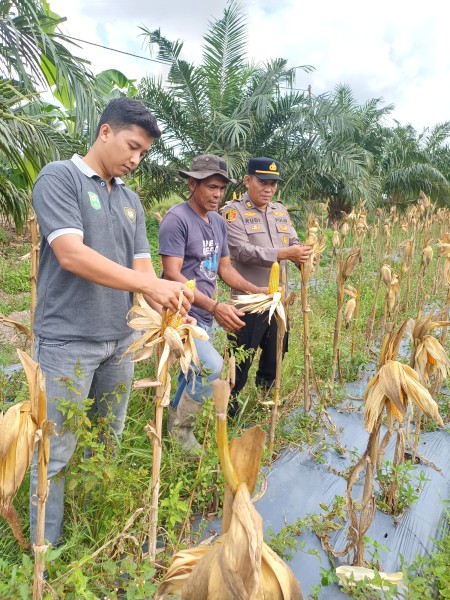 Wakapolsek Siak Bersama Upika Mempura Panen Jagung Kuartal II 2026, Hasil Capai 300 Kilogram