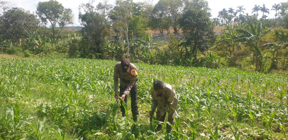 Polsek Galang Manfaatkan Lahan Tidur untuk Ketahanan Pangan, Dukung Program Nasional Polsek Galang Manfaatkan Lahan Tidur untuk Ketahanan Pangan, Dukung Program Nasional
