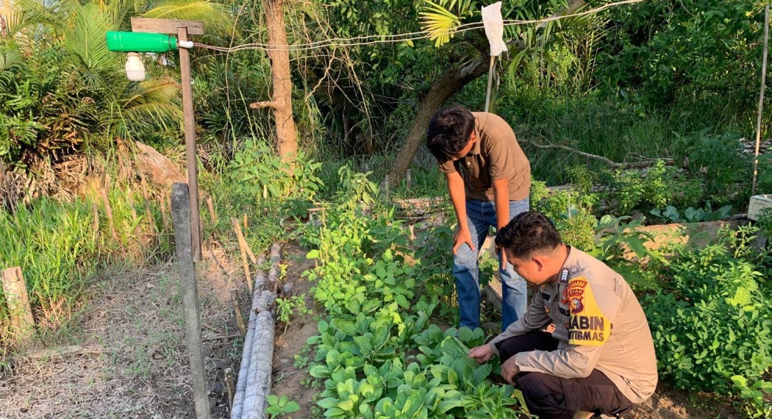 Hijau di Jalan Bombay Teluk Pinang, Bhabinkamtibmas Pastikan Sawi Tumbuh Subur