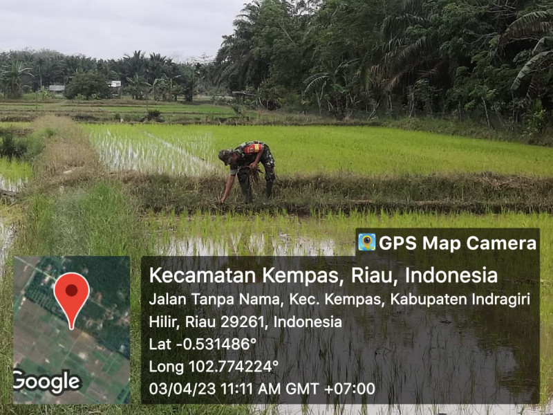Babinsa Ramil 03/Tpl dan Petani Pantau Kondisi Tanaman Padi