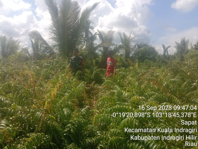 Telusuri Hutan dan Lahan, Babinsa Koramil 04/Kuindra Pantau Titik Api di Binaan