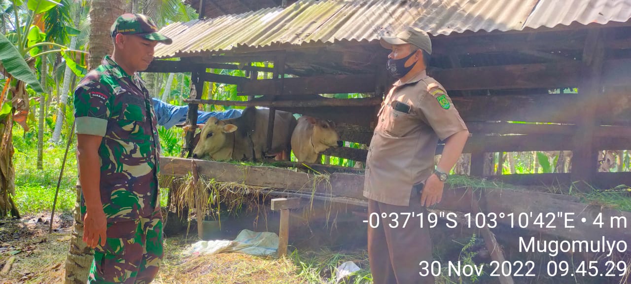 Pengecekan Hewan Ternak PMK Oleh Babinsa Koramil 07/Reteh