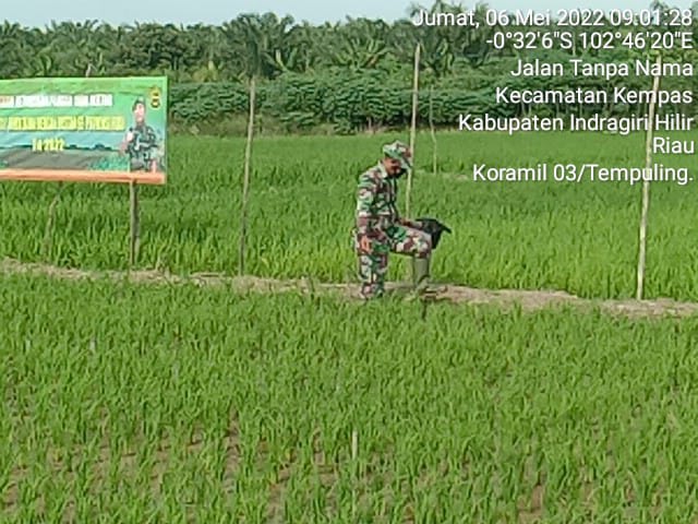 Setiap Hari Turun Ke Sawah, Babinsa 03/Tempuling Bantu Warga Binaan Bersihkan Tanaman Padi Dari Hama