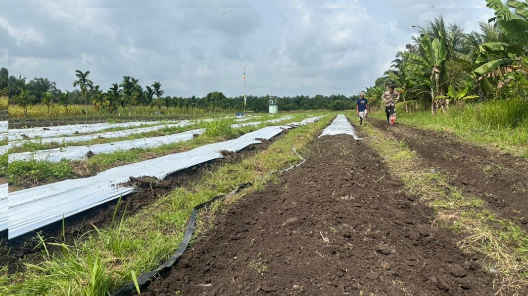 Dukung Ketahanan Pangan Polsek Koto Gasib Menyiapkan  Lahan Jagung di Poktan Mekar Sari