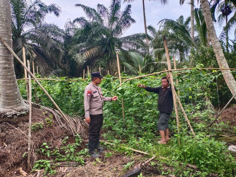 Polsek Keritang Sambangi Kebun Kacang Panjang Warga, Rawat Ketahanan Pangan Di Lintas Utara