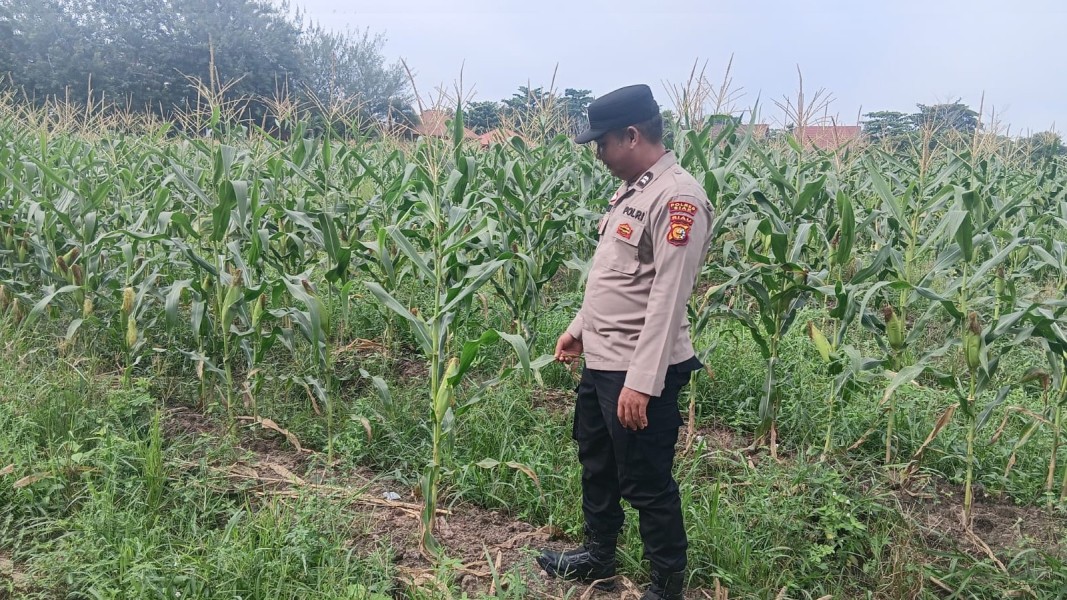 Panit III Samapta Polsek Siak Monitoring Perkembangan Tanaman Jagung Milik Warga