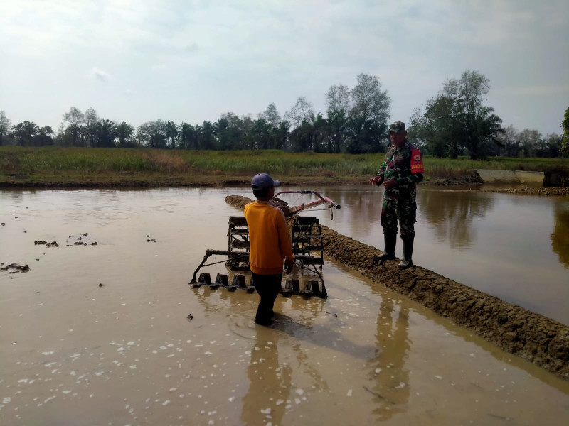 Optimalkan Dukungan Ketahanan Pangan, Anggota Koramil 03/Tpl Terus Bantu Olah Lahan Persiapan Tanam Padi