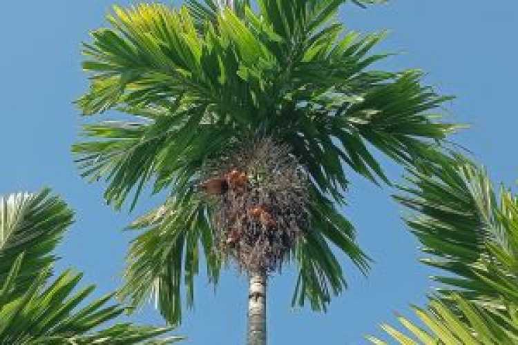 Naik, Harga Pinang Kering di Riau Jadi Rp9.460