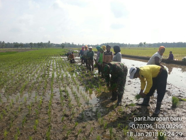 Dukung Target Pemerintah, Babinsa Seberang Pebenaan Dampingi Petani Tanam Padi Dengan Sistem ini 