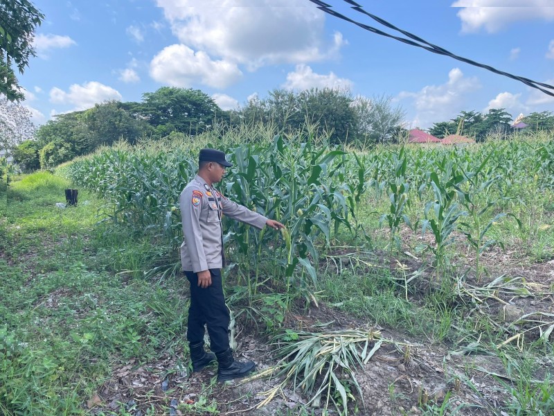 Bhabinkamtibmas Kampung Tengah Pantau Perkembangan Tanaman Jagung Warga dalam Mendukung Ketahanan Pangan