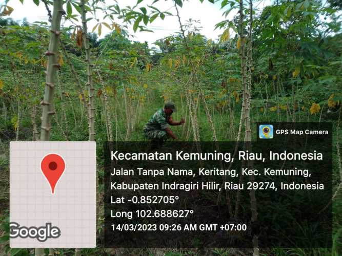 Koramil 09/Kemuning Lihat Kondisi Lahan Basah Guna Perkembangan Gulma