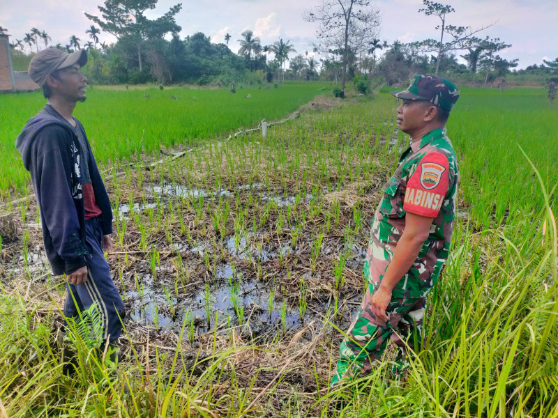 Dampingi Petani, Babinsa 03/Tpl Serda Denny S. Cek Pertumbuhan Tanaman Padi