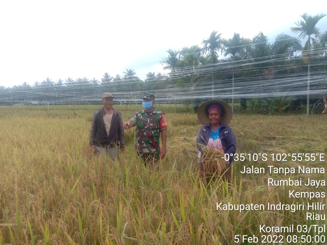 Komsos Dengan Petani, Babinsa Koramil 03/Tempuling Bantu Panen Padi