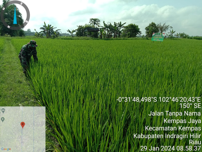 Babinsa Koramil 03/Tpl Serma W. Ardian dan Petani Turun Ke Sawah Bersihkan Gulma Tanaman Padi