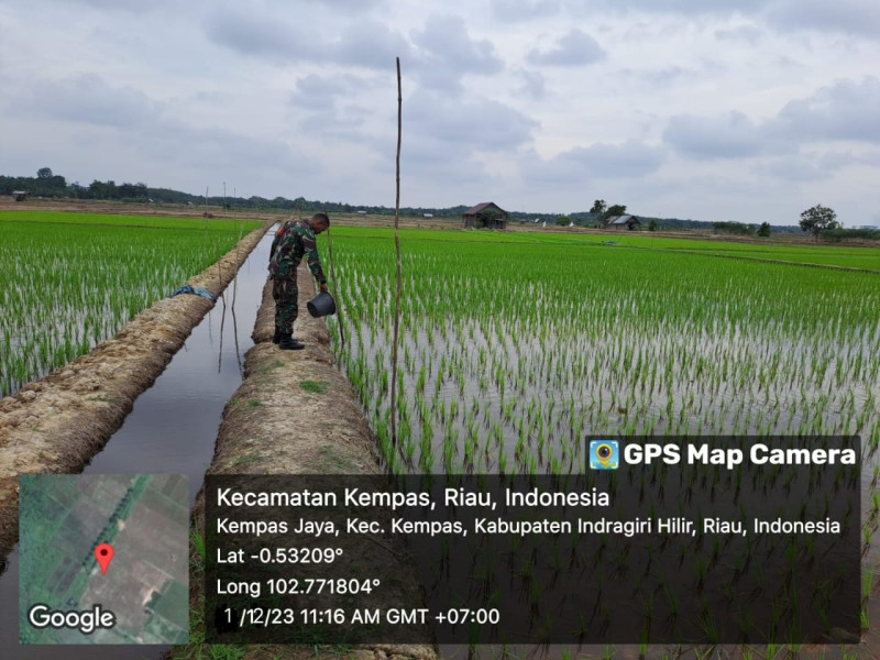 Jelang Penanaman, Babinsa 03/Tpl Pantau Perkembangan Bibit Padi